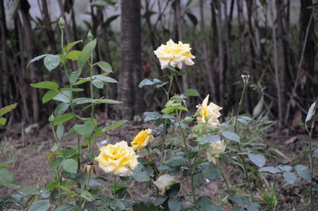 九游会老哥必备的交流社区_论坛帖吧