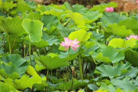 九游会老哥必备的交流社区_论坛帖吧